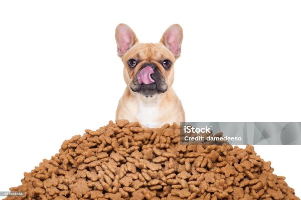 Croquettes bouledogue : l'alimentation idéale pour votre compagnon